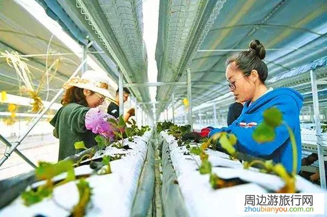 5G信号若全面覆盖且套餐资费也降低，你们愿意回乡村发展吗？