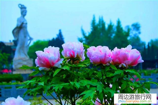 口罩之下，今年的洛阳牡丹花会还会如期举行吗？