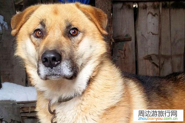 到一些网红古村落景点经常遇到狗，不知如何应付，有何高招？