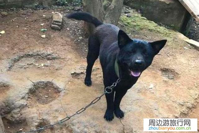 到一些网红古村落景点经常遇到狗，不知如何应付，有何高招？