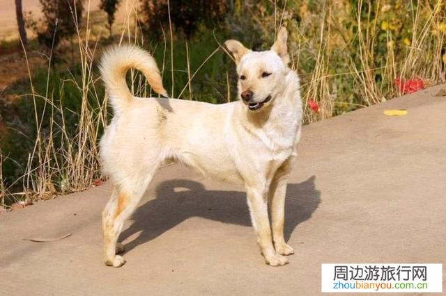 到一些网红古村落景点经常遇到狗，不知如何应付，有何高招？