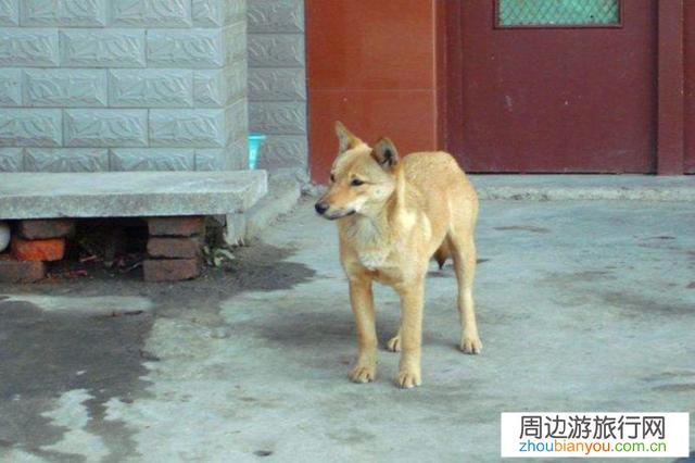 到一些网红古村落景点经常遇到狗，不知如何应付，有何高招？