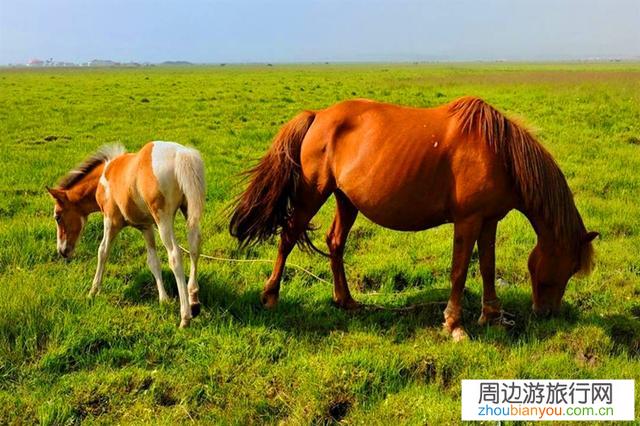 沧州出发，草原游五天，有什么能够推荐的，感谢各位old铁？