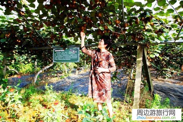 箐箐庄园在哪里？有什么特色？
