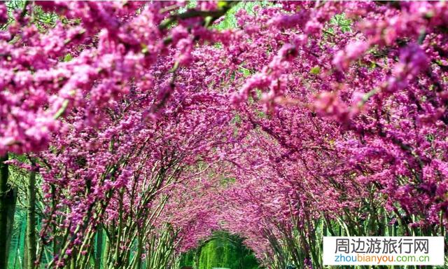 箐箐庄园在哪里？有什么特色？