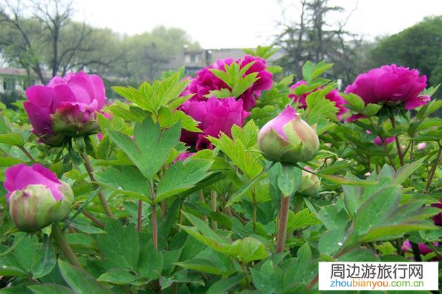 洛阳牡丹节，你会选择去哪里看牡丹？