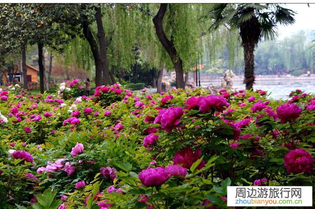 洛阳牡丹节，你会选择去哪里看牡丹？