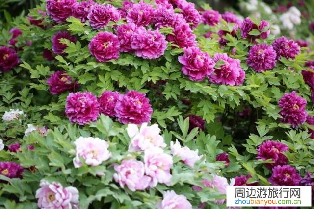洛阳牡丹节，你会选择去哪里看牡丹？