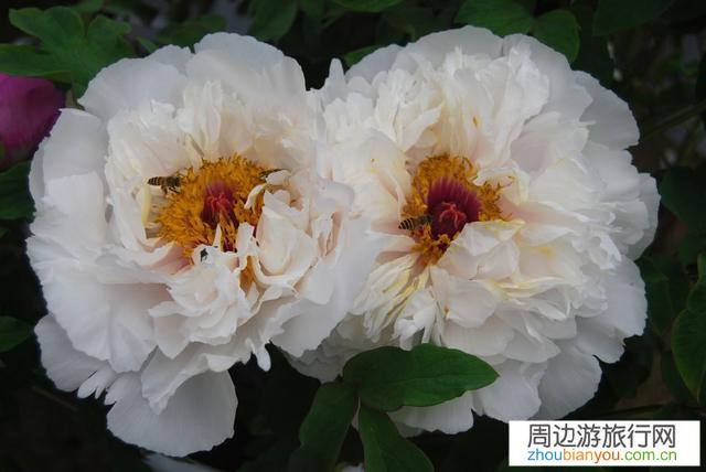 想去洛阳看牡丹，在哪个公园看最好，哪个公园收费，哪个公园免费？