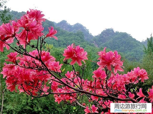 河南周边有哪些杜鹃花观赏地？请各位告知？