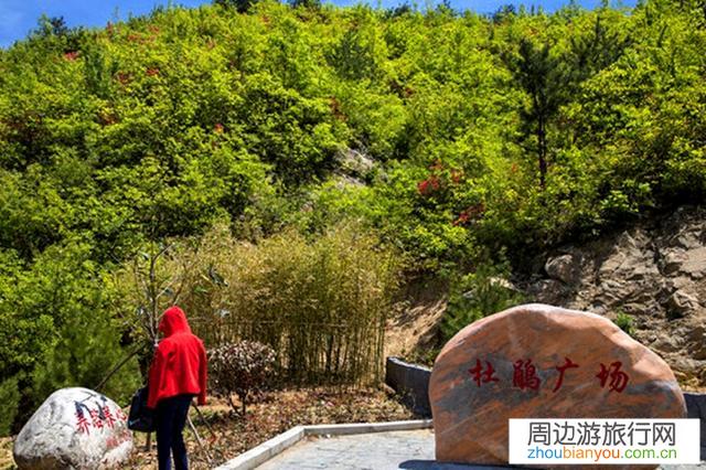 河南周边有哪些杜鹃花观赏地？请各位告知？