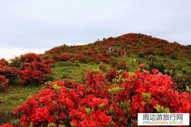 河南周边有哪些杜鹃花观赏地？请各位告知？