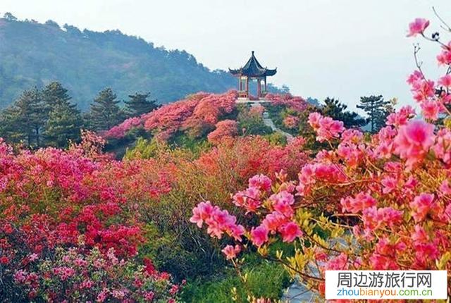 河南周边有哪些杜鹃花观赏地？请各位告知？