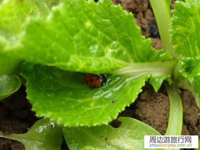 未来农业的发展方向是怎样的？该如何打造高效绿色的“植物工厂”？