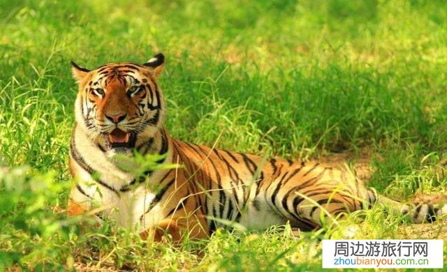 刚上班，没啥钱，也没啥事。有没有哈尔滨旅游攻略？