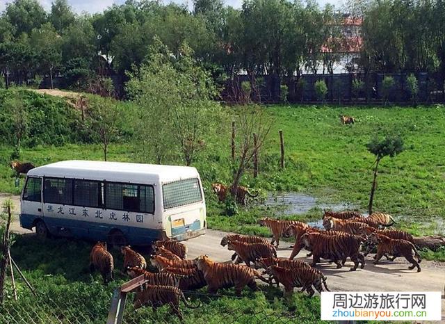刚上班，没啥钱，也没啥事。有没有哈尔滨旅游攻略？
