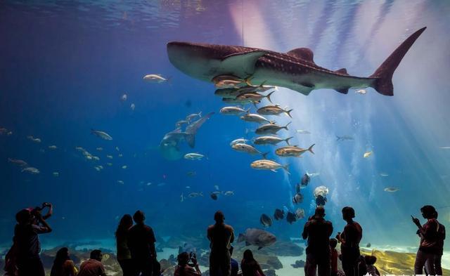 中国最好的海洋馆（水族馆）在哪儿？