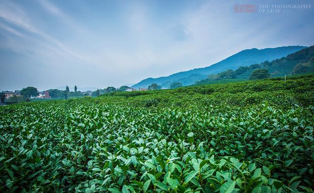 你最喜欢中国的哪座城市？