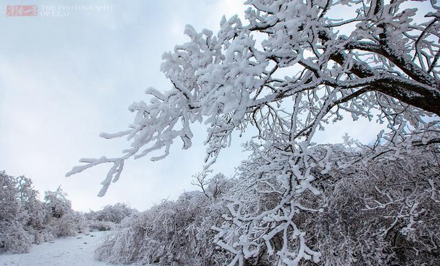 哪些地方的雪景很美？