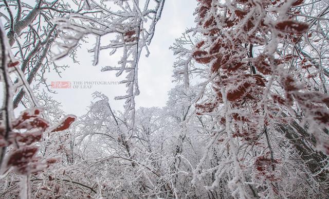 哪些地方的雪景很美？
