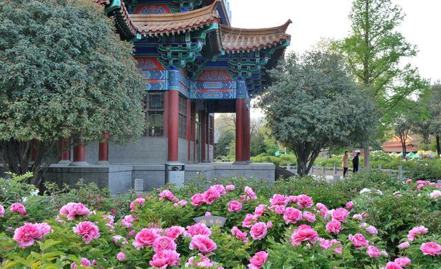 中国哪里有花海？国内花海旅游景点