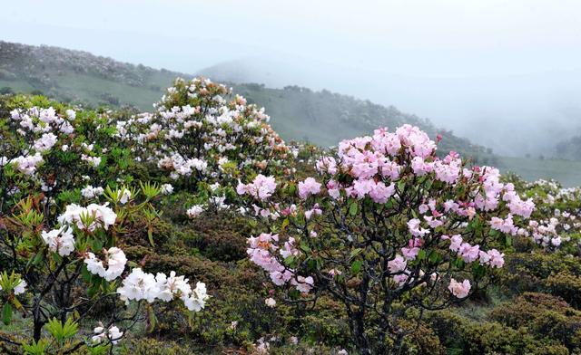 中国哪里有花海？国内花海旅游景点