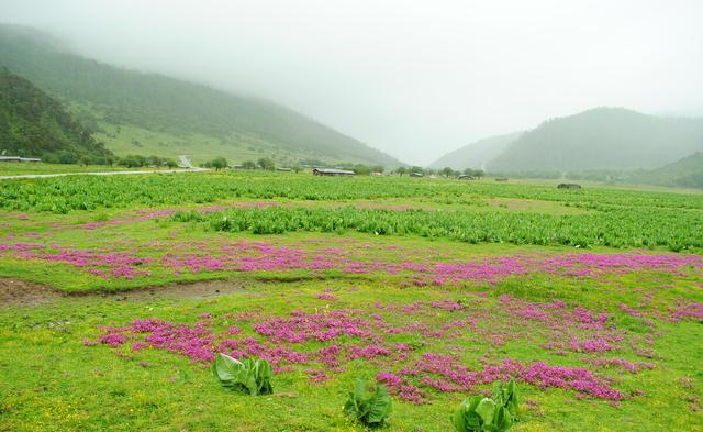 中国哪里有花海？国内花海旅游景点
